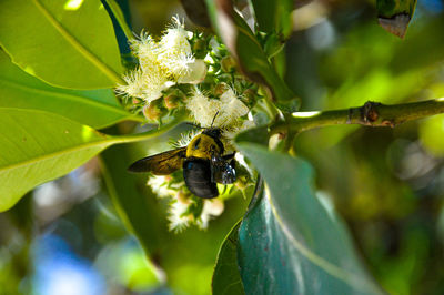 Close-up of bee pollinating on flower