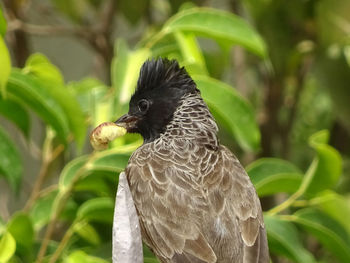 Close-up of bird against blurred background