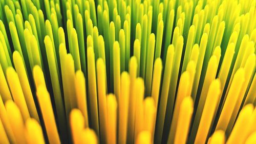 Full frame shot of yellow flower