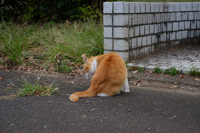 Cat sitting on road