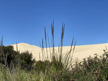 Plants growing on land against clear sky