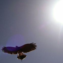 Low angle view of birds flying in sky