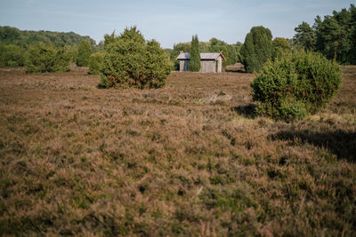 Trees on field against sky