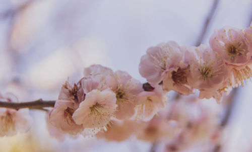 Close-up of pink cherry blossom