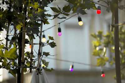 Close-up of christmas decoration hanging from tree