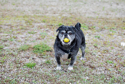 Portrait of dog carrying golf ball in mouth on field