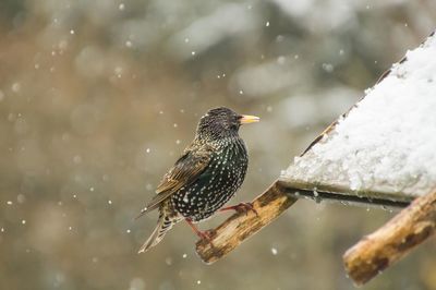 Close-up of bird perching on wet ice