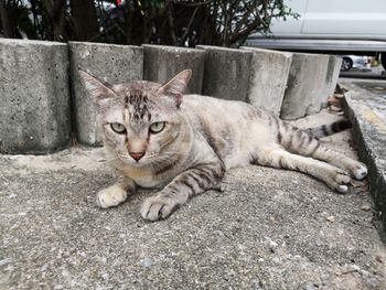 Portrait of cat relaxing outdoors