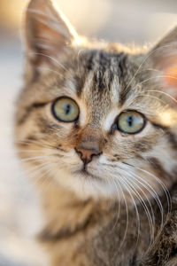 Close-up portrait of a cat