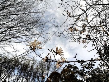 Low angle view of trees against sky