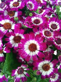 Close-up of purple flowers blooming outdoors