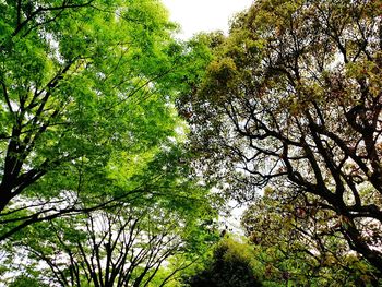 Low angle view of trees against sky