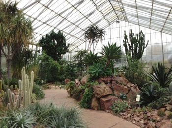 Plants growing in greenhouse