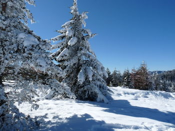 Snow covered tree against clear blue sky. 