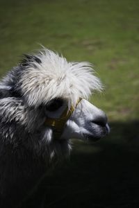 Close-up of alpaka