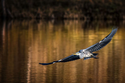 Bird flying over a lake