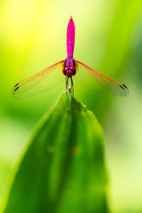 Close-up of insect on plant