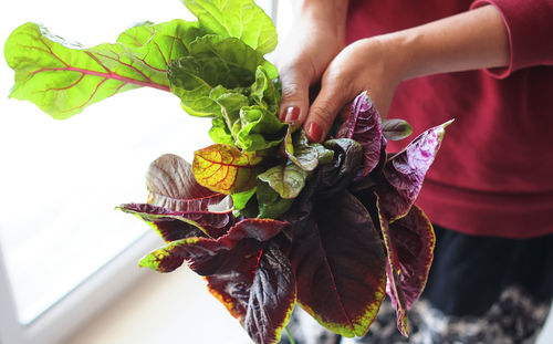 Close-up of hand holding leaves