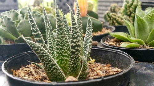 Close-up of fresh cactus plant