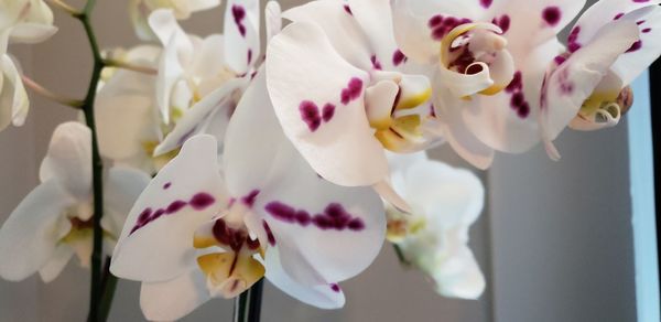 Close-up of white orchids