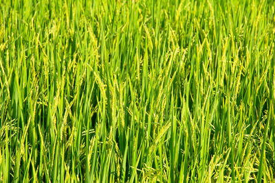 Full frame shot of wheat field