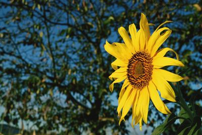 Close-up of yellow sunflower