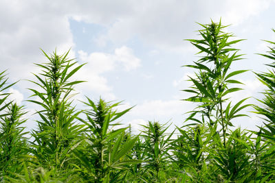 Low angle view of crops growing on field against sky