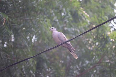 Bird perching on a tree