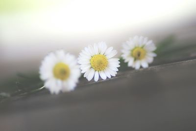 Close-up of yellow flowers