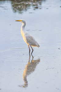 View of a bird on beach