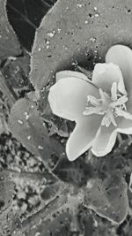 Close-up of flower on sand