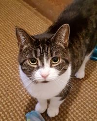 High angle portrait of cat on floor