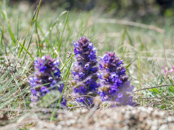 Close-up of purple crocus flowers on field