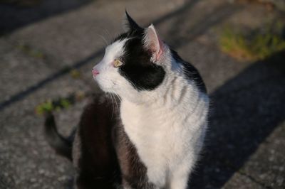 High angle view of cat looking away