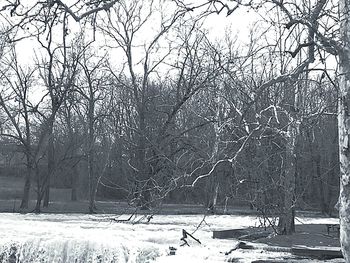 Bare trees on snow covered field