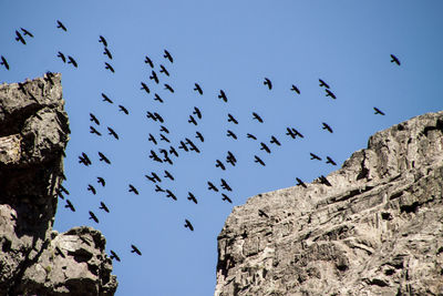 Low angle view of birds flying against clear sky