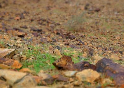 Close-up of dried leaves on field