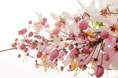 Low angle view of pink cherry blossoms in spring