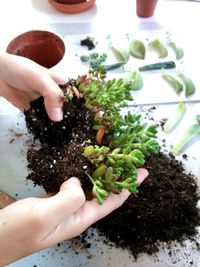 Close-up of hand holding small food