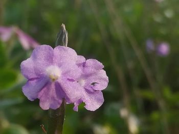 Close-up of purple flower blooming outdoors