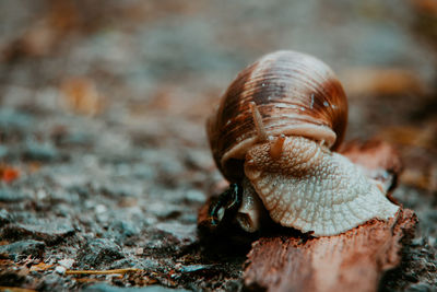 Close-up of snail