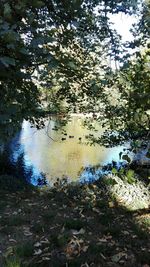 Scenic view of lake in forest