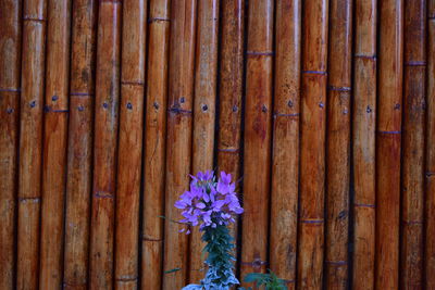 Close-up of purple flowering plants on wood