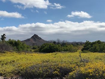 Scenic view of field against sky