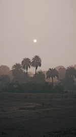 Scenic view of palm trees on field against sky