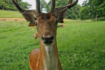 Portrait of deer on field