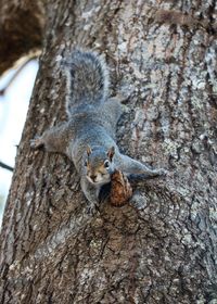 Squirrel on tree trunk