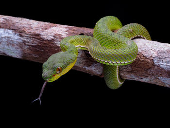 Close-up of snake on branch against black background