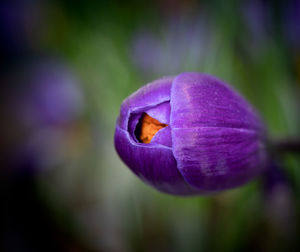 Close-up of purple flower