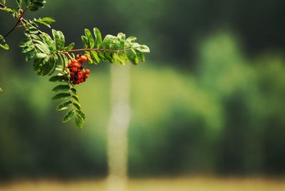 Close-up of berries on plant